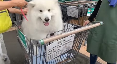 配達員さんが好きなワンちゃん