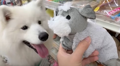 配達員さんが好きなワンちゃん