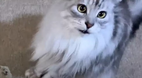 配達員さんが好きなワンちゃん