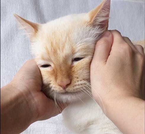 人間味 ネコ 猫 顔 おじさん てと マンチカン