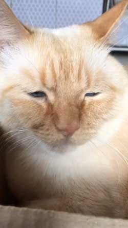 人間味 ネコ 猫 顔 おじさん てと マンチカン