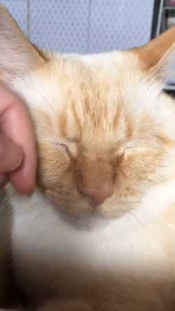 人間味 ネコ 猫 顔 おじさん てと マンチカン