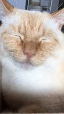 人間味 ネコ 猫 顔 おじさん てと マンチカン