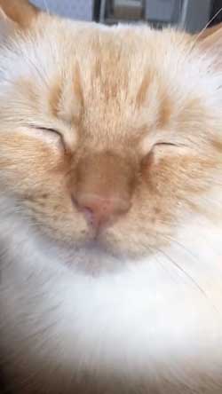 人間味 ネコ 猫 顔 おじさん てと マンチカン