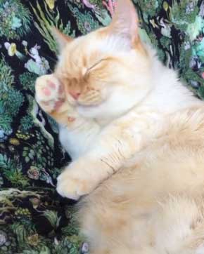 人間味 ネコ 猫 顔 おじさん てと マンチカン