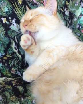 人間味 ネコ 猫 顔 おじさん てと マンチカン