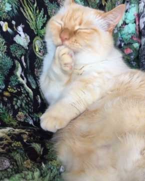 人間味 ネコ 猫 顔 おじさん てと マンチカン