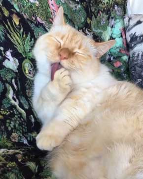 人間味 ネコ 猫 顔 おじさん てと マンチカン