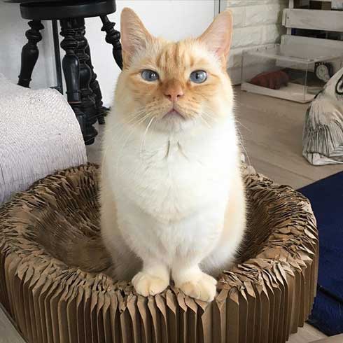 人間味 ネコ 猫 顔 おじさん てと マンチカン