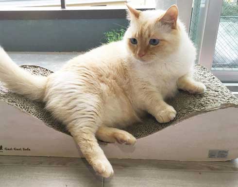 人間味 ネコ 猫 顔 おじさん てと マンチカン