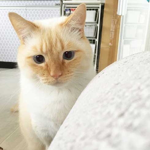 人間味 ネコ 猫 顔 おじさん てと マンチカン