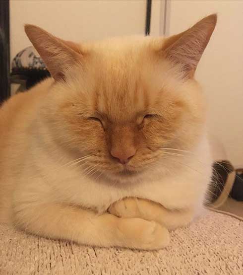 人間味 ネコ 猫 顔 おじさん てと マンチカン