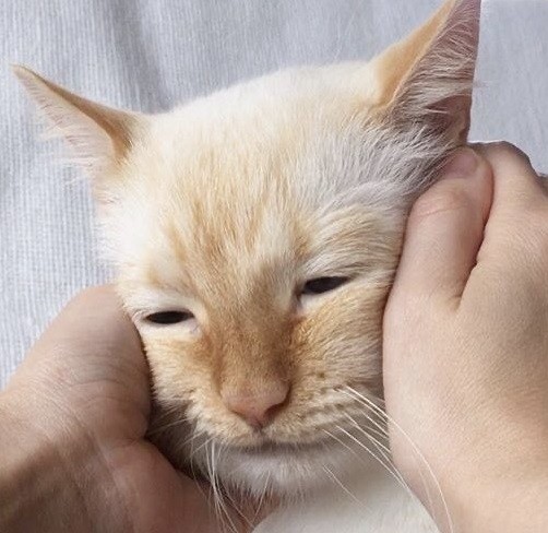 人間味 ネコ 猫 顔 おじさん てと マンチカン