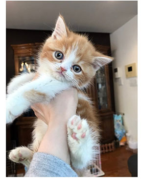 木村花 からあげくん 保護猫