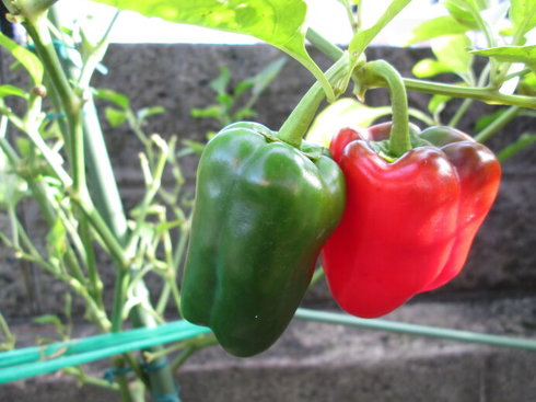 ピーマン　パプリカ