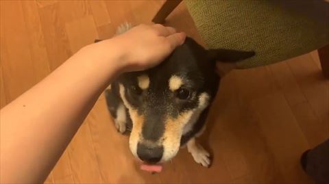 柴犬