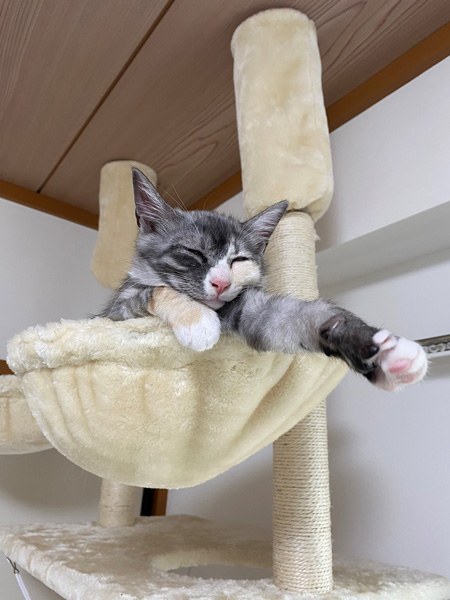 キャットタワーで眠るアワちゃん