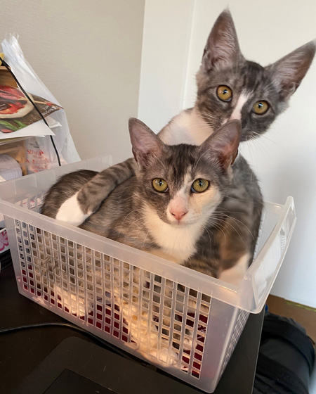 在宅勤務の猫対策