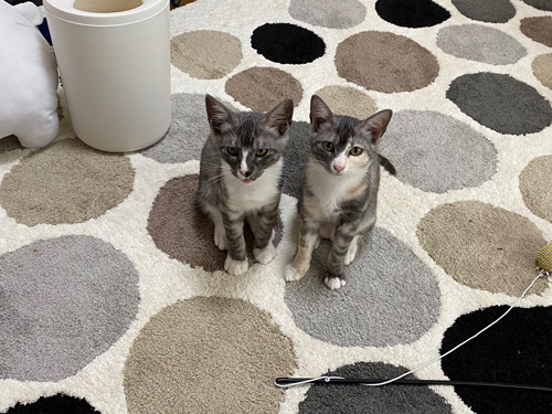 並んで座るハクくんアワちゃん