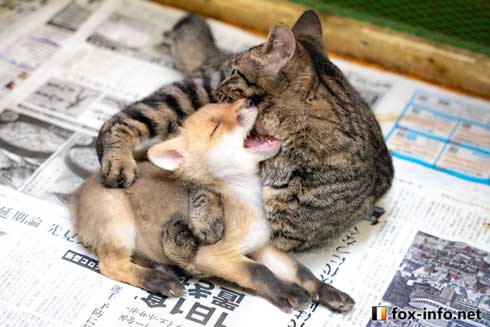 猫