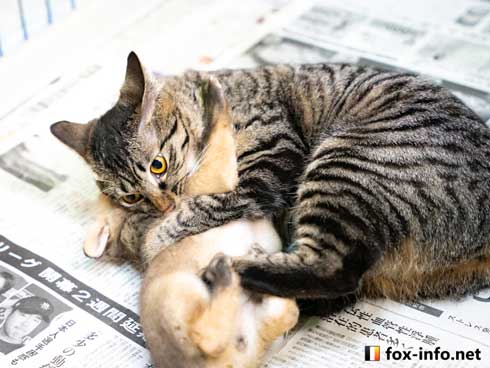 子ぎつね 小狐 猫 抱きしめる ハグ 北きつね牧場 キツネ写真館