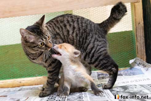 子ぎつね 小狐 猫 抱きしめる ハグ 北きつね牧場 キツネ写真館