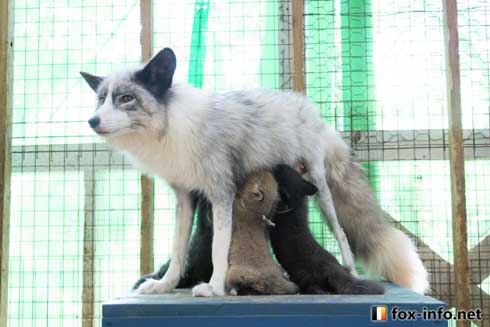 子ぎつね 小狐 猫 抱きしめる ハグ 北きつね牧場 キツネ写真館