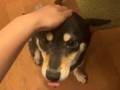柴犬をなでようとすると……？　「ヒトがなでやすいように耳の位置を調節する機能」がたまらないかわいさ