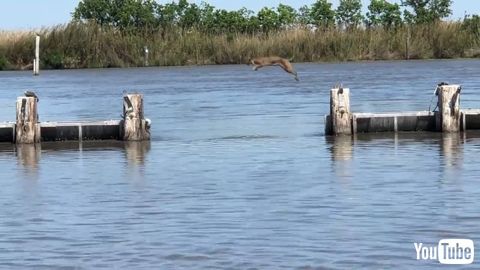 Makes Insanely Long Jump