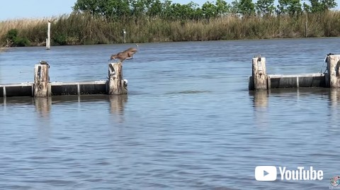 Makes Insanely Long Jump