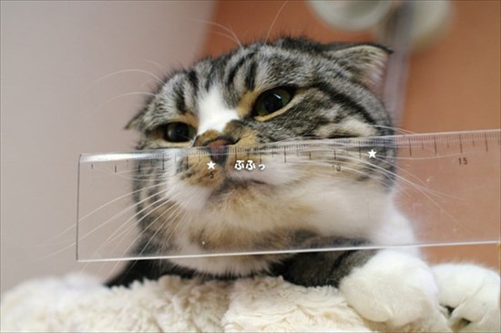 スコティッシュ