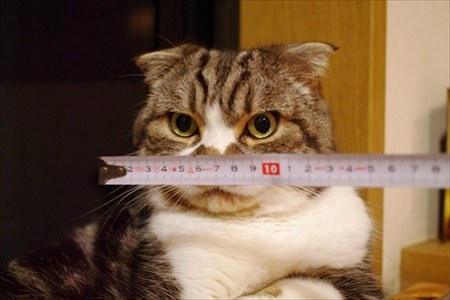 なめネコれおくんピーチくん