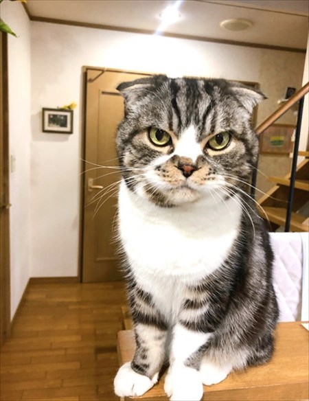 なめネコれおくんピーチくん