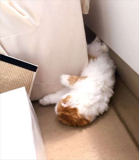 なめネコれおくんピーチくん