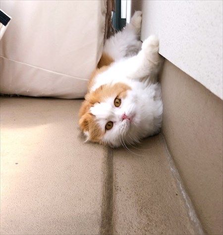 なめネコれおくんピーチくん