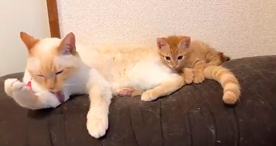 イチそらあめさん