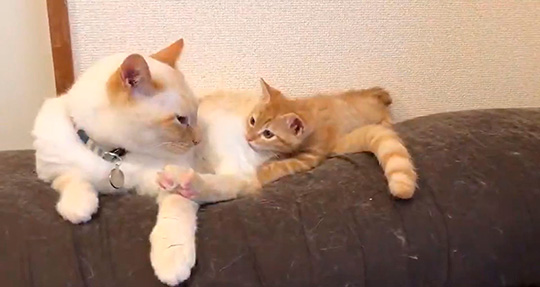 イチそらあめさん