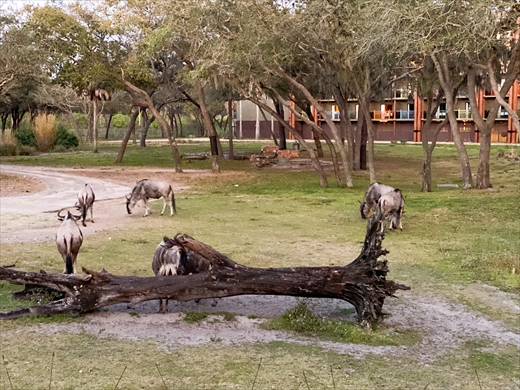 ディズニー・アニマル・キングダム・ロッジ
