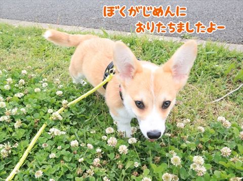 犬
