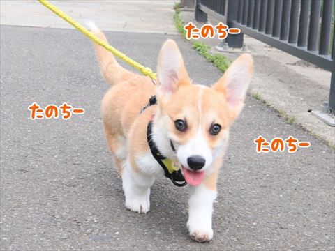 犬