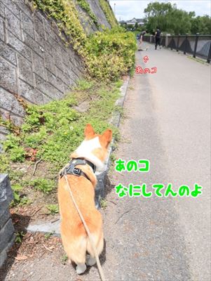 犬