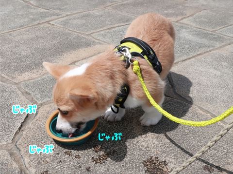 犬