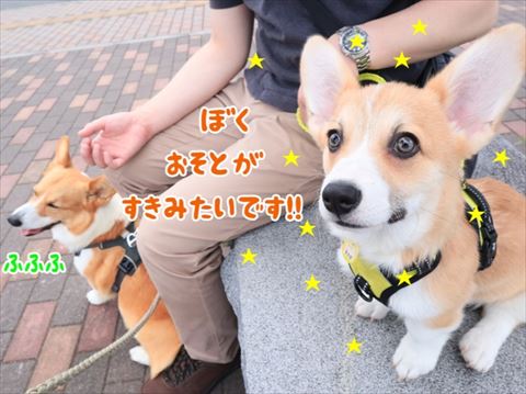 犬