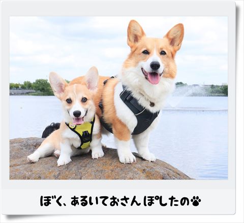 犬