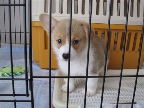 犬