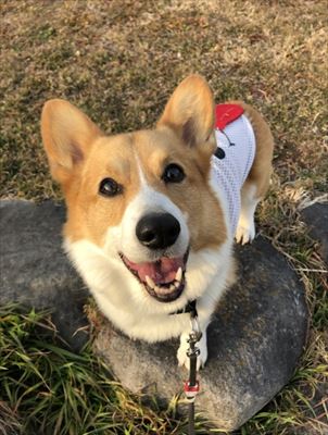 犬