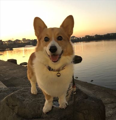犬