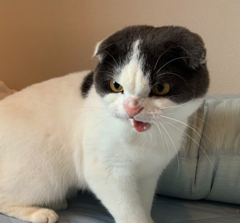 掃除機に怒るかわいい猫ちゃん