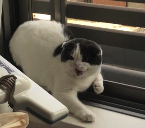 掃除機に怒るかわいい猫ちゃん
