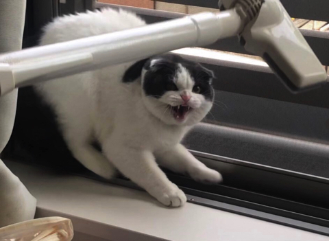 掃除機に怒るかわいい猫ちゃん